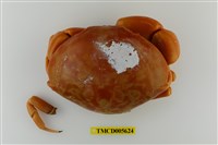 藏品(隆背瓢蟹)的圖片